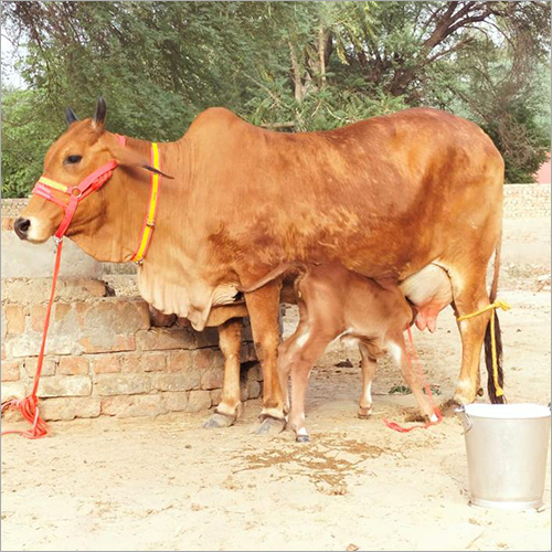 దూడకు పాలిస్తున్న దేశవాళీ ఆవు